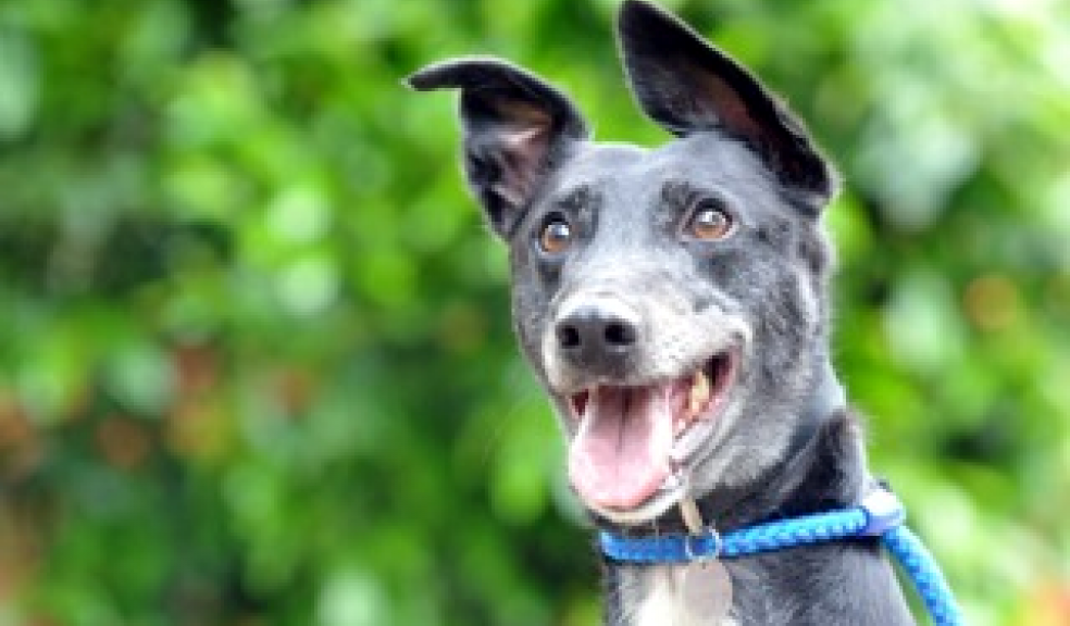 Exeter Pets at Home searches for animal charity partner The Exeter Daily